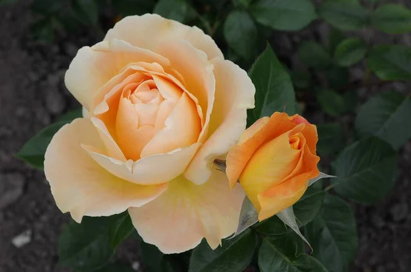 德国花园里的玫瑰 — 图库照片