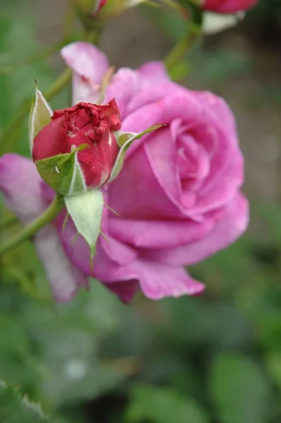ドイツの庭のバラ — ストック写真