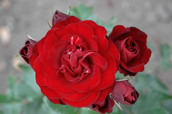 Róże Niemieckim Ogrodzie — Zdjęcie stockowe