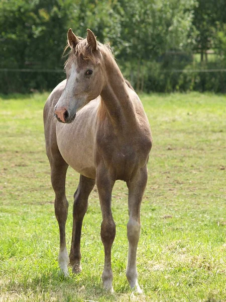 ドイツ連邦共和国の馬は — ストック写真