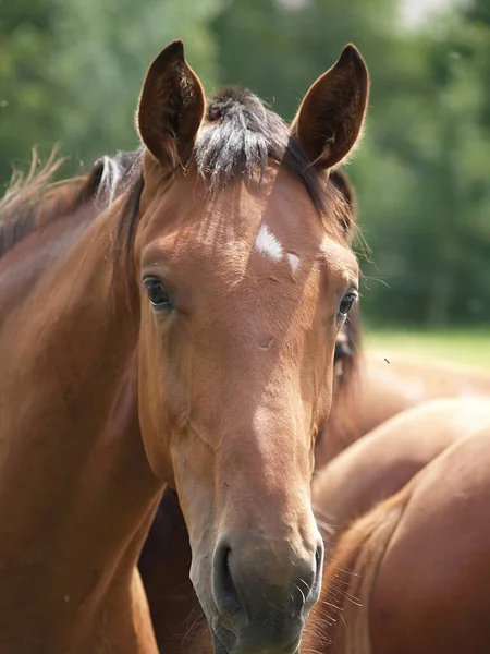 Cavalli Nel Munsterland Tedesco — Foto Stock