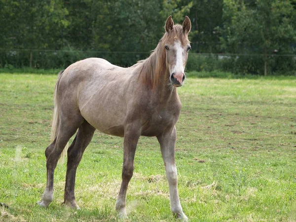 Pferde Münsterland — Stockfoto
