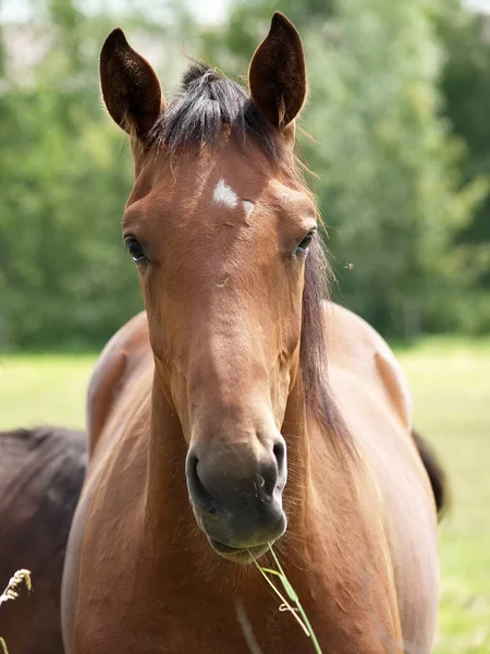 Cavalli Nel Munsterland Tedesco — Foto Stock