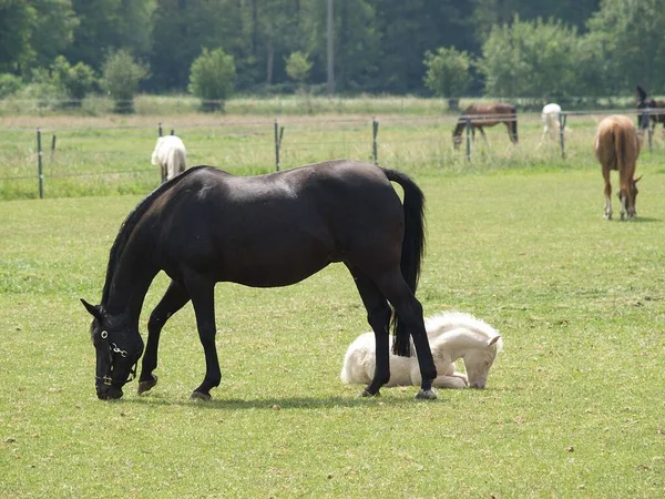 Cavalos Munsterland Alemão — Fotografia de Stock