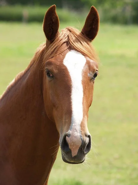 Koně Německém Munsterlandu — Stock fotografie