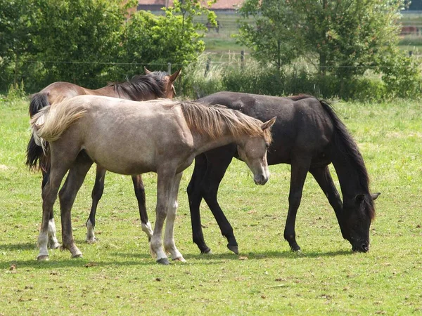 Konie Niemieckim Munsterlandzie — Zdjęcie stockowe