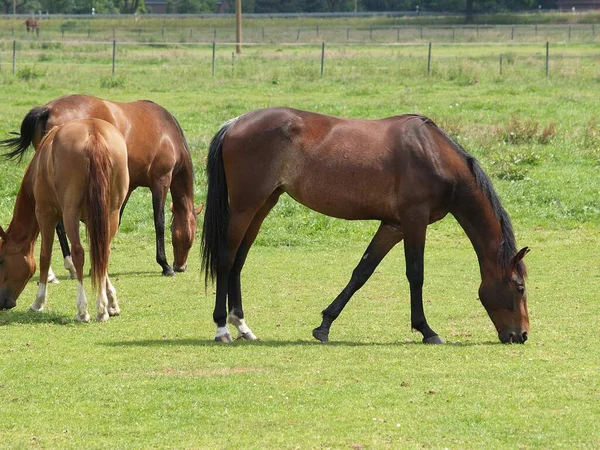 Hästar Det Tyska Munsterlandet — Stockfoto