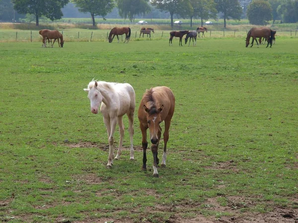 威斯特伐利亚草原上的马 — 图库照片