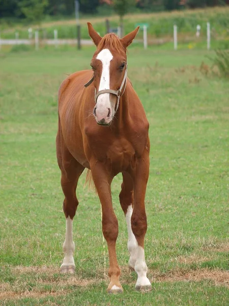 Horses Meadow Westphalia — Stock Photo, Image