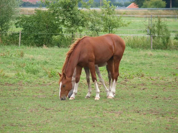 Pferde Auf Einer Weide Westfalen — Stockfoto