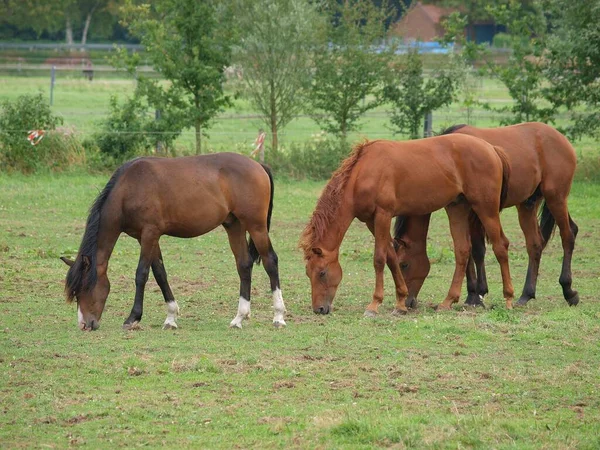 Konie Łące Westfalii — Zdjęcie stockowe