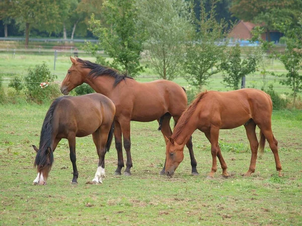 Pferde Auf Einer Weide Westfalen — Stockfoto