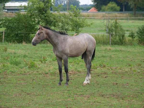 Paarden Een Weide Westfalen — Stockfoto