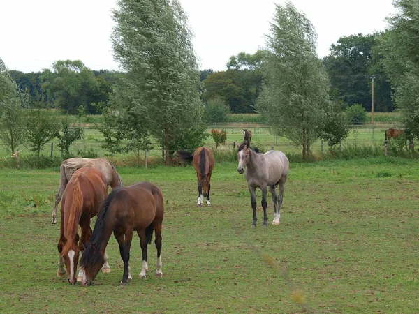 Konie Łące Westfalii — Zdjęcie stockowe