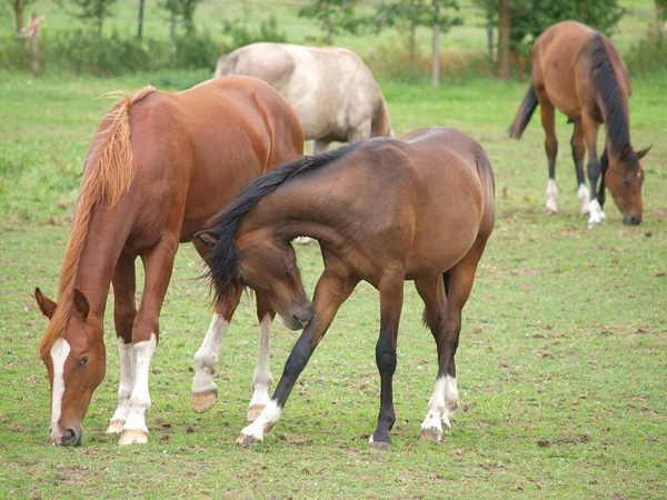 ウェストファリアの牧草地に馬 — ストック写真