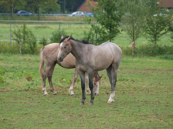 Paarden Een Weide Westfalen — Stockfoto