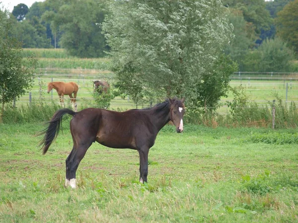 Cavalli Prato Westphalia — Foto Stock