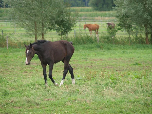 Cavalli Prato Westphalia — Foto Stock