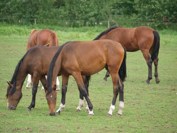 Лошади Лугу Вестфалии — стоковое фото