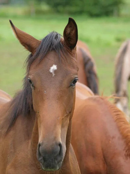 ウェストファリアの牧草地に馬 — ストック写真