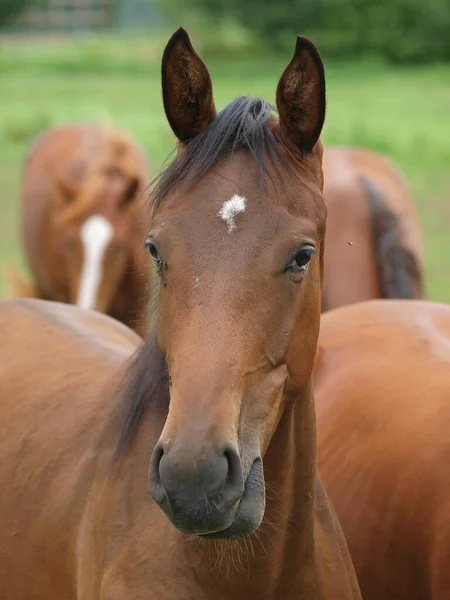 Hästar Äng Västfalen — Stockfoto