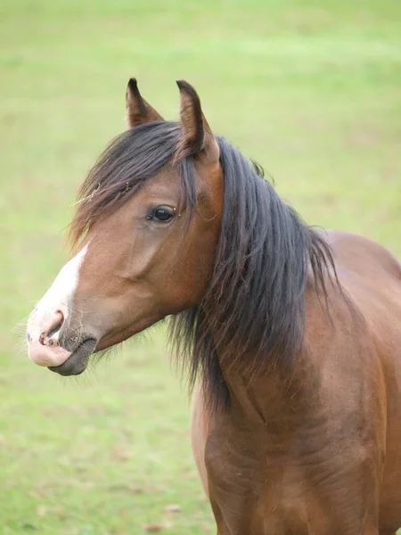 威斯特伐利亚草原上的马 — 图库照片
