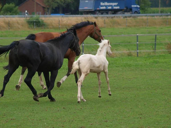 Cavalos Prado Westphalia — Fotografia de Stock