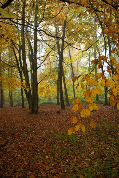 Horário Outono Uma Floresta Alemã — Fotografia de Stock
