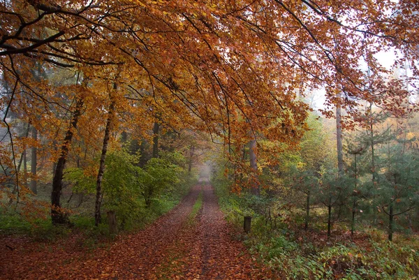 Herbstzeit Deutschen Wald — Stockfoto