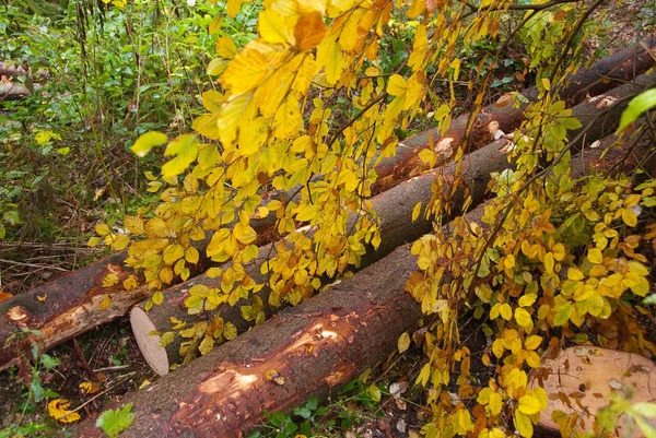 stock image autumn time in a german forest