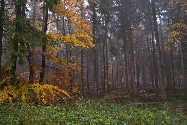 Jesień Czas Niemieckim Lesie — Zdjęcie stockowe