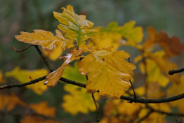 Horário Outono Uma Floresta Alemã — Fotografia de Stock