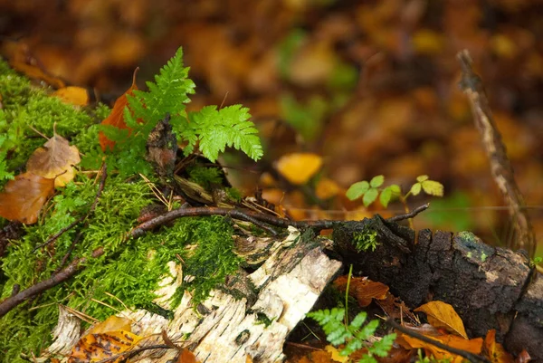 Stock image autumn time in a german forest