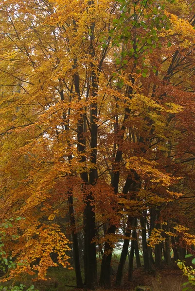 Herbstzeit Deutschen Wald — Stockfoto