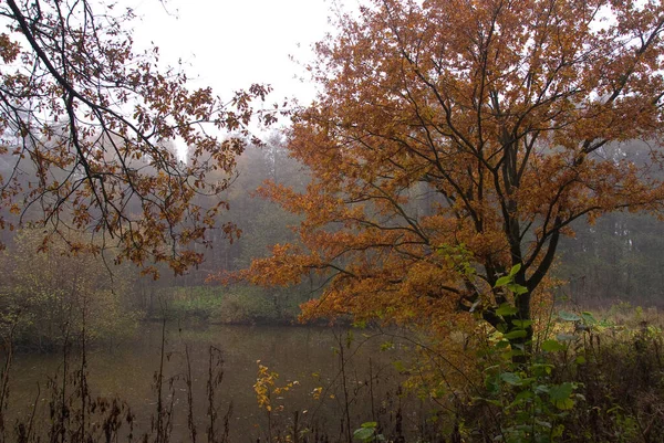 秋天在德国森林里 — 图库照片