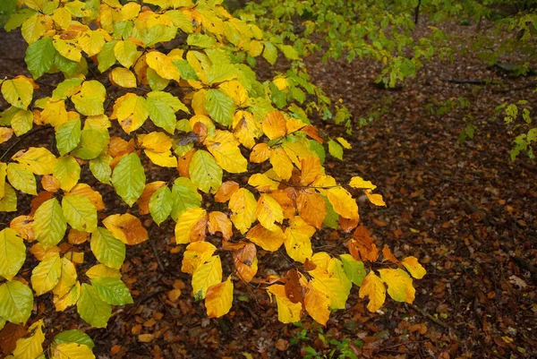 Podzimní Čas Německém Lese — Stock fotografie