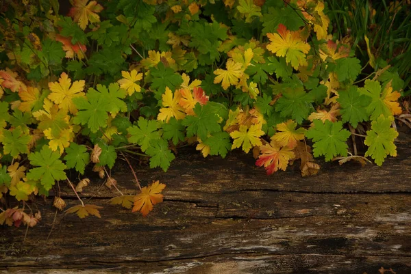 Podzimní Čas Německém Lese — Stock fotografie