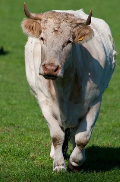 Vache Blanche Westphalie — Photo