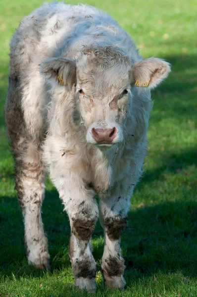 Vache Blanche Westphalie — Photo