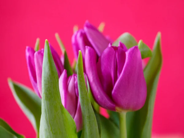 Schöne Tulpen Mit Rotem Hintergrund — Stockfoto