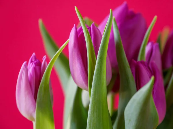 Красивые Тюльпаны Красным Фоном — стоковое фото