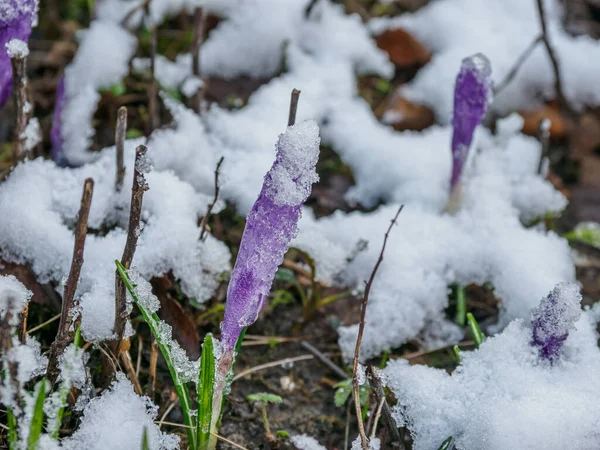 ドイツの庭の冬時間 — ストック写真
