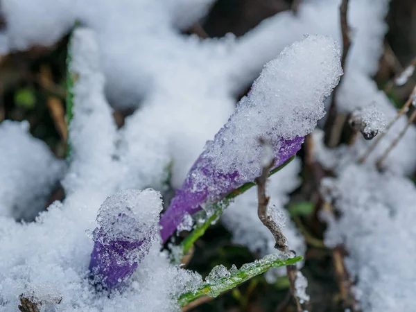 ドイツの庭の冬時間 — ストック写真