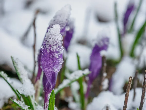 Zimní Čas Německé Zahradě — Stock fotografie