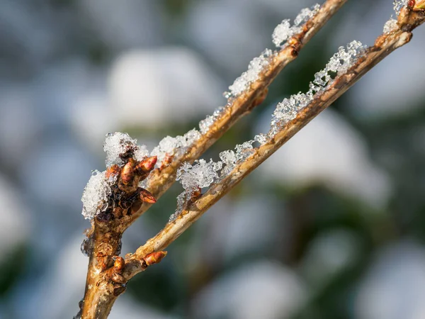 Zimą Ogrodzie Niemiecki — Zdjęcie stockowe