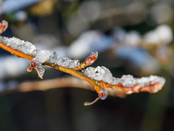 หนาวในสวนเยอรม — ภาพถ่ายสต็อก