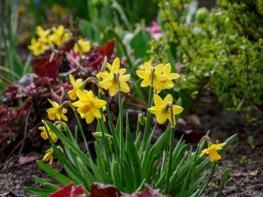 Baharda Alman bahçesinde laleler