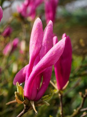 Baharda Alman bahçesinde laleler