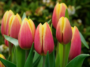 Baharda Alman bahçesinde laleler