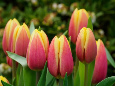 Baharda Alman bahçesinde laleler